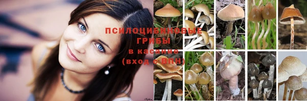 индика Абаза