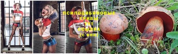индика Абаза